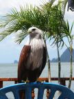 Brahminy Kite.JPG (74 KB)